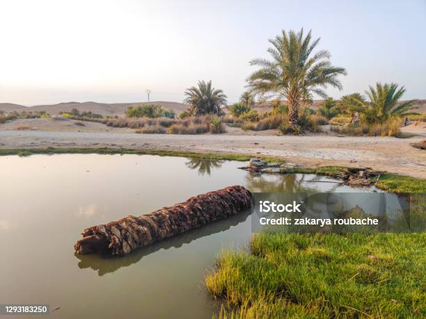 Landscape For A Cool Lake In Msila With Nice Reflection And Trees In Algeria Stock Photo - Download Image Now