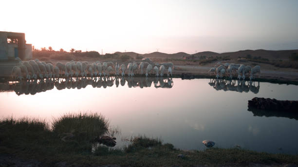 istock A cool mountain lake in algeria with nice reflection AND SHEEPS AT THE sunset in m'sila 1293183295