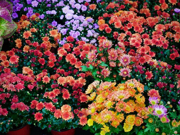 Full Frame Background of Vivid Multicolored Flowers