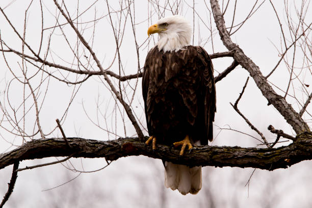 istock Adult bald eagle perched in tree closeup 1293183511