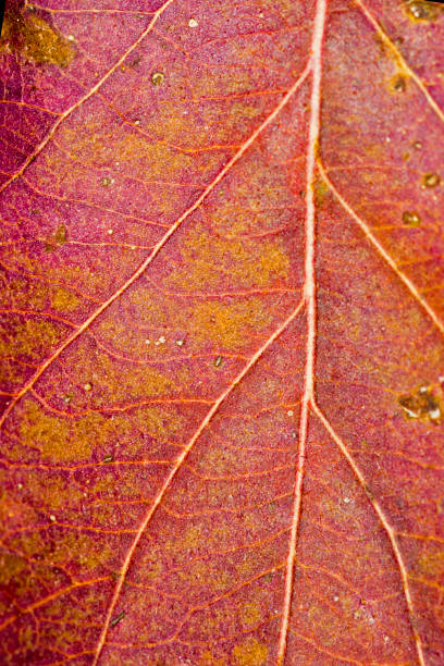 istock Extreme closeup of bright autumn leaf 1293184242