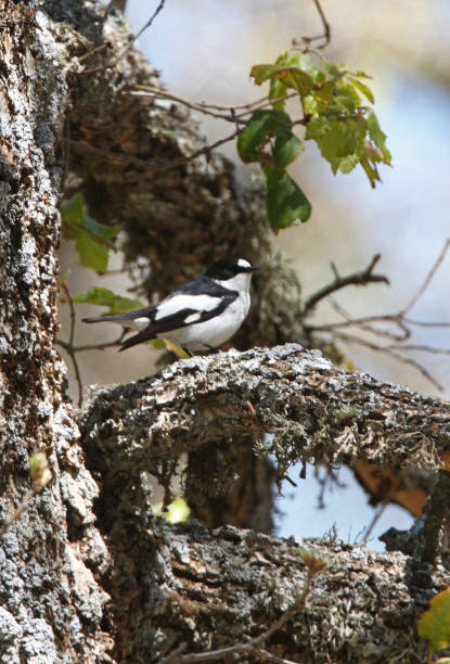istock Atlas Pied Flycatcher 1293184286