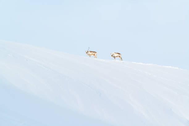 Two reindeers on the Svalbard pass. stock photo