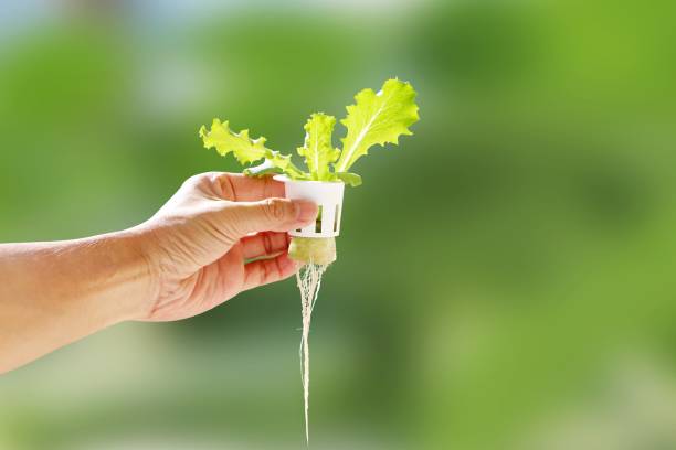 Hand of young man holding a white hydroponic pot with vegetable seedlings growing on a sponge. Grow vegetables without soil concept. stock photo