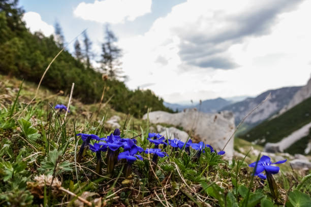 istock gentian flowers on a meadow in the mountains and spring 1293184623
