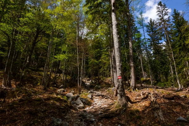 different green colors from pine trees in the mountains and forest