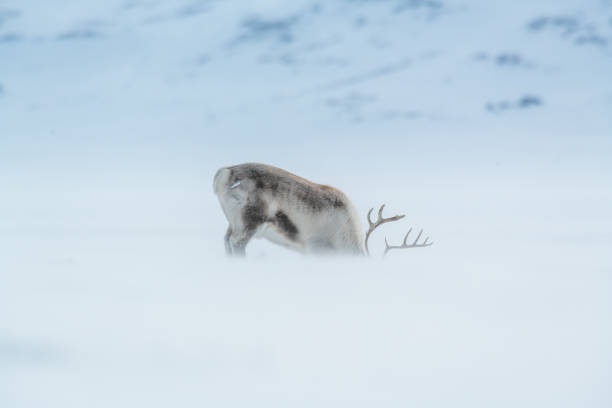 istock A reindeer feeding in a blizzard in Svalbard 1293185319
