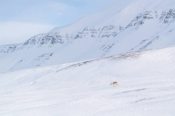 istock Svalbard reindeer in winter in Spitsbergen 1293185400