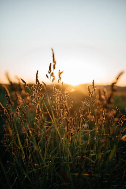 istock Field grass on which the summer sun shines. 1293185476