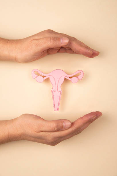 Female reproductive system and hands Female reproductive system made of paper and hands isolated on beige background fallopian tube stock pictures, royalty-free photos & images