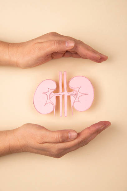 Human kidney and hands stock photo