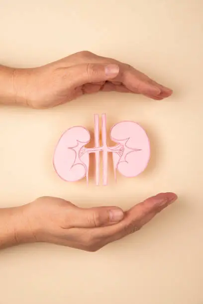 Human kidney made of paper and hands isolated on beige background