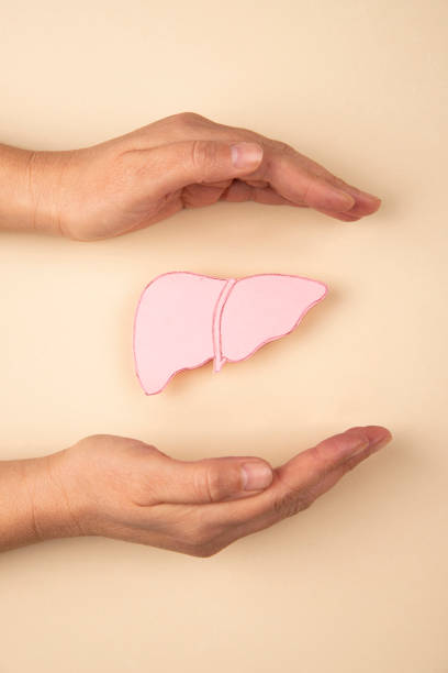 Human liver and hands stock photo