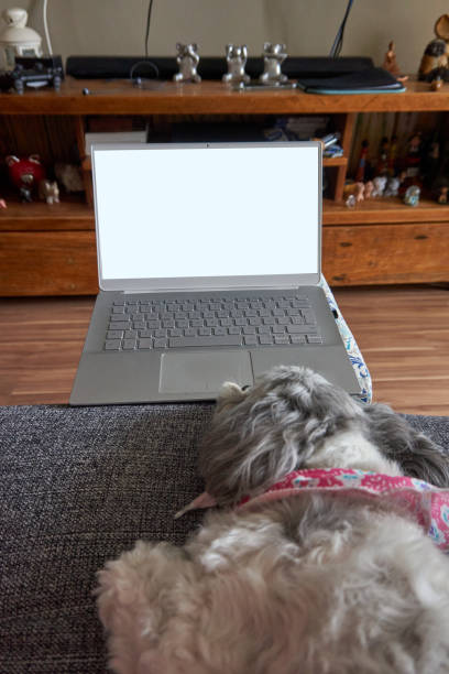 istock Homeoffice: Dog in front of laptop 1293189305