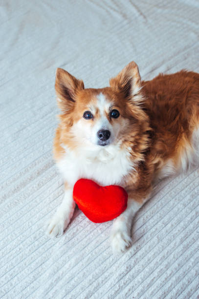Portrait of a dog with a red heart in its paws. Concept on February 14th. Valentine's Day stock photo