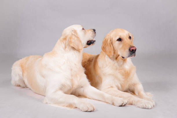 istock Two dogs lie on the floor on a white background. 1293190515