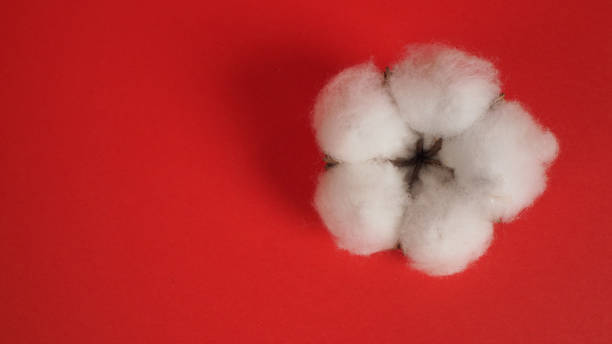 хлопок цветок на красном фоне. - cotton flower textile macro стоковые фото и изображения
