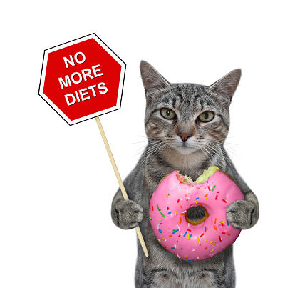 A gray cat is holding a pink donut and a fun prohibition sign. No more diets. White background. Isolated.
