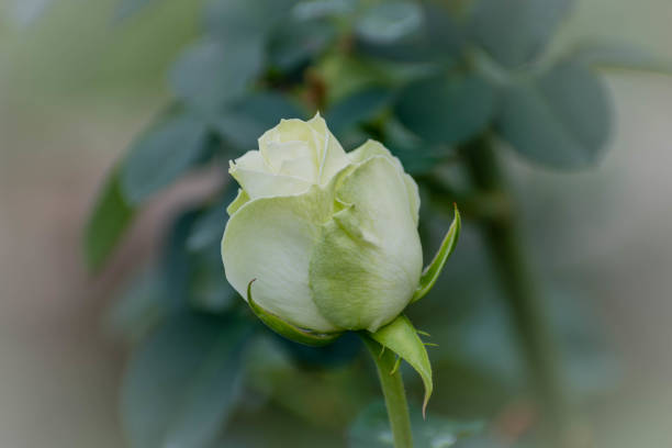 istock Macro Gorgeous Wakana white Roses in Natural environment 1293193426