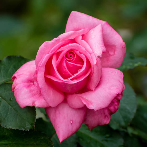 istock Macro Gorgeous Roses in Natural environment 1293193476