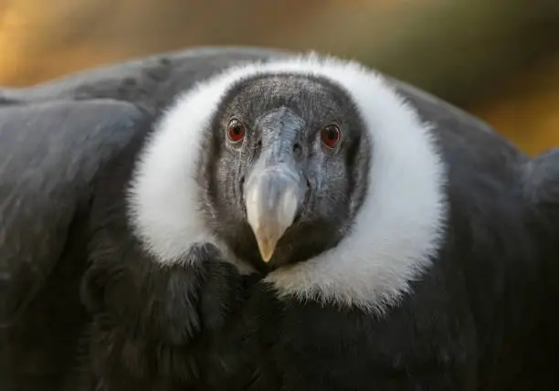 Portrait of a female andean condor.