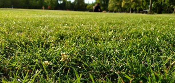 istock Closer view of shining Grass 1293194247