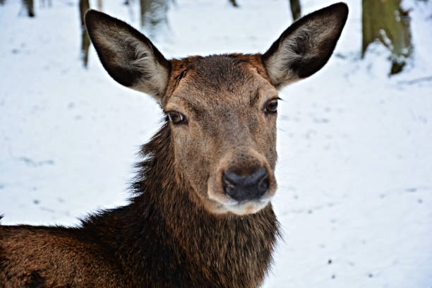 cervo in inverno - schweinfurth foto e immagini stock