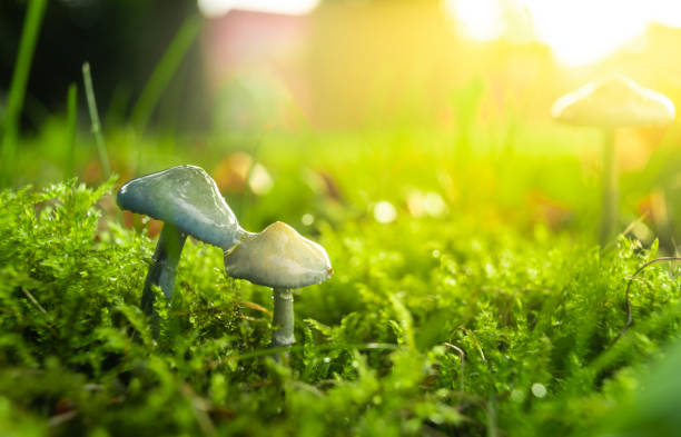 Round boletus in the damp forest; white mushrooms with dewdrops in the morning sun