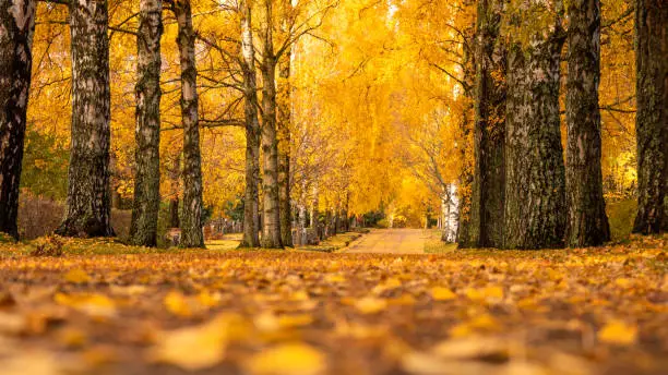 A beautiful path in the golden autumn forest