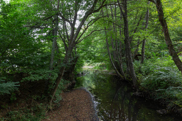 istock Small river in the wood 1293195398