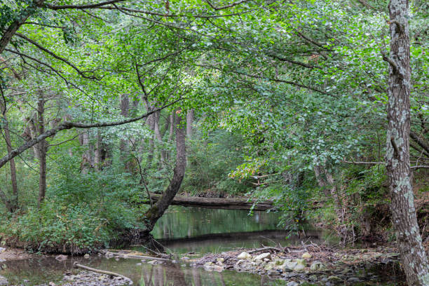istock Small river in the wood 1293195416