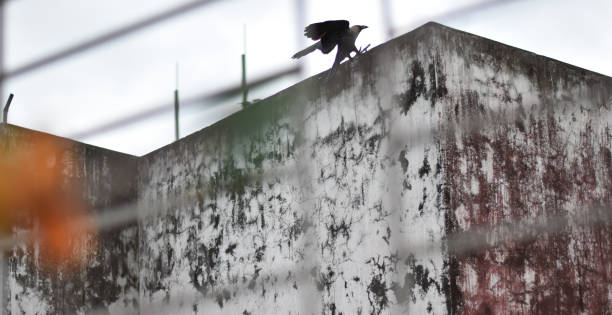 istock Beautiful black crow trying to sit on the wall 1293195574