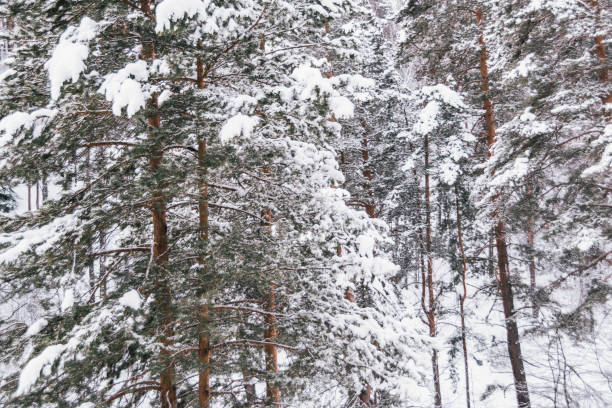 istock Siberian winter forest with pine trees on slope and frozen tree branches 1293197530