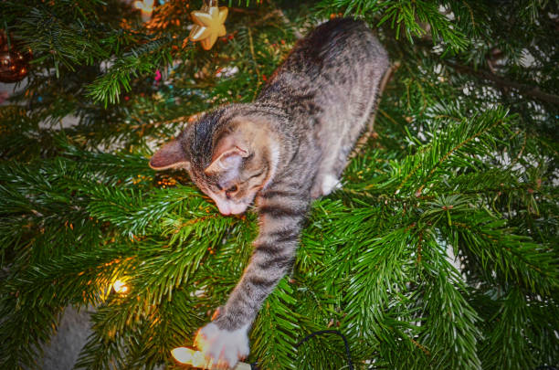 istock Nosy kitten in a Christmas tree. 1293197555