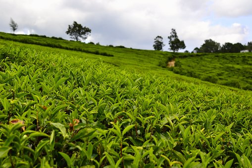 Lipton's Seat, Uva Province, Sri Lanka - February 17th 2023: Men planting new tea bushes on a steep valley side