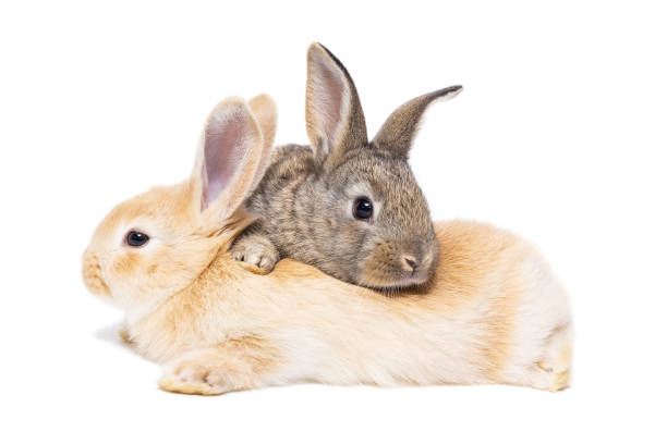 istock Two little rabbits isolated on a white background. 1293197903