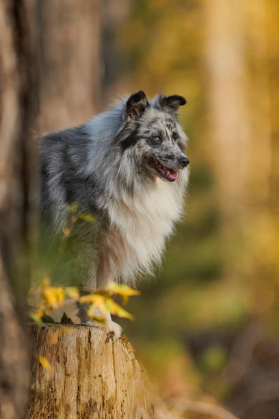 istock Sheltie  Shetland Sheepdog 1293198773