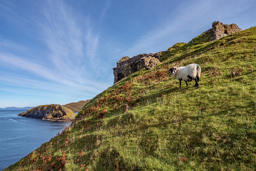 Free roaming sheep at the Isle of Skye, Scotland