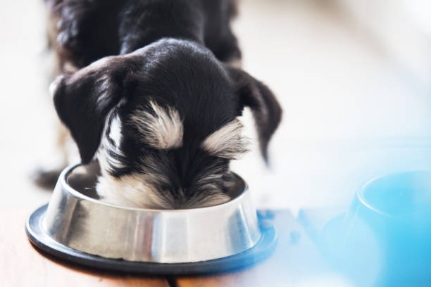 istock mini schnautzer puppy eating 1293200783