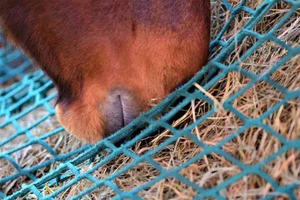 Close up of hay in green hay net eaten by a brown horse