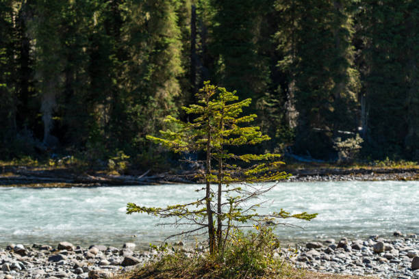 Close-up one small young pine tree growing by the riverbank in a sunny summer day. A concept of grow up and environment.