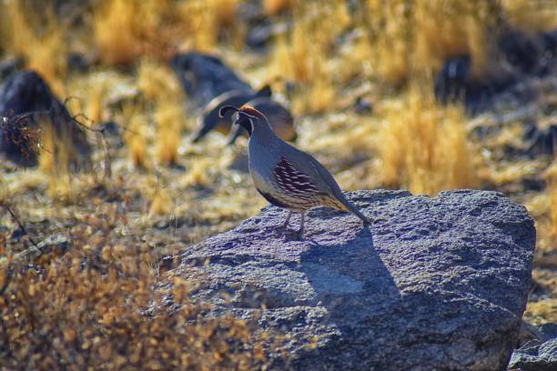 Gambel's Quail, Callipepla gambelii, running and foraging in a flock, convey or bevy, with male and female through the arid winter South Mountain Park and Preserve, Pima Canyon Trail, Phoenix, Southern Arizona desert. United States. codorniz de gambel, callipepla gambelii, corriendo y forrajeando en un rebaño, transmitiendo o bevy, con machos y hembras a través del árido invierno south mountain park and preserve, pima canyon trail, phoenix, desierto del sur de arizona. estados unid