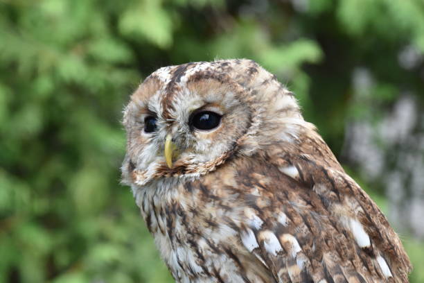 istock Screech owl portrait with green leafs as background 1293204132