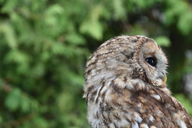 istock Screech owl portrait with green leafs as background 1293204234