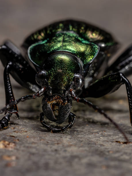 istock Adult Caterpillar hunter Beetle 1293204330