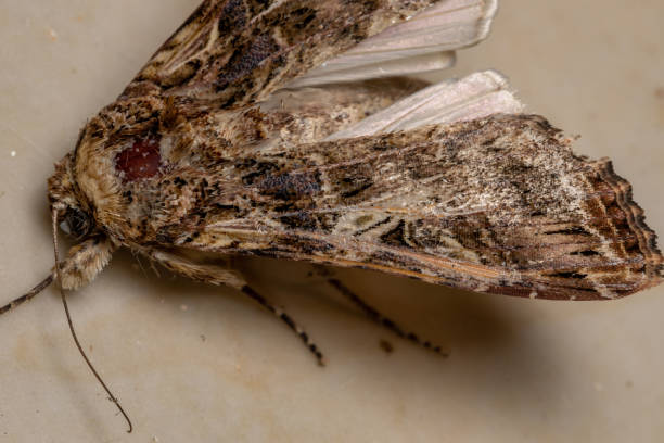 istock Adult Armyworm Moth 1293204333
