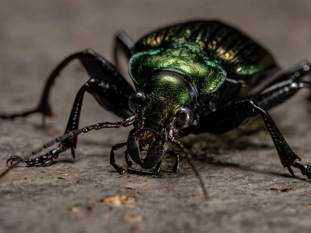 Adult Caterpillar hunter Beetle Adult Caterpillar hunter Beetle of the species Calosoma alternans carabina stock pictures, royalty-free photos & images