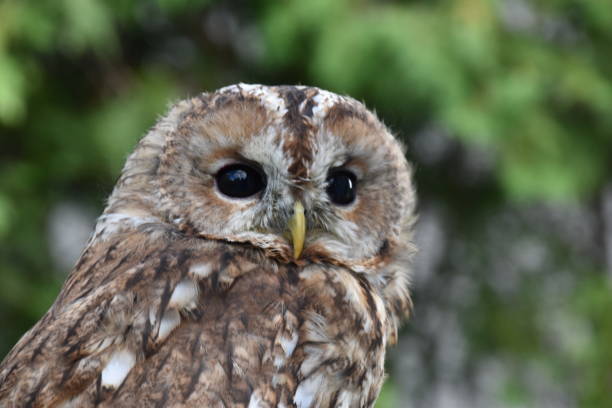 istock Screech owl portrait with green leafs as background 1293204370