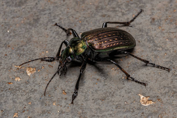 Adult Caterpillar hunter Beetle Adult Caterpillar hunter Beetle of the species Calosoma alternans carabina stock pictures, royalty-free photos & images