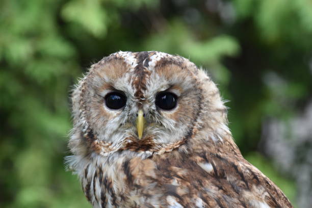 istock Screech owl portrait with green leafs as background 1293204906